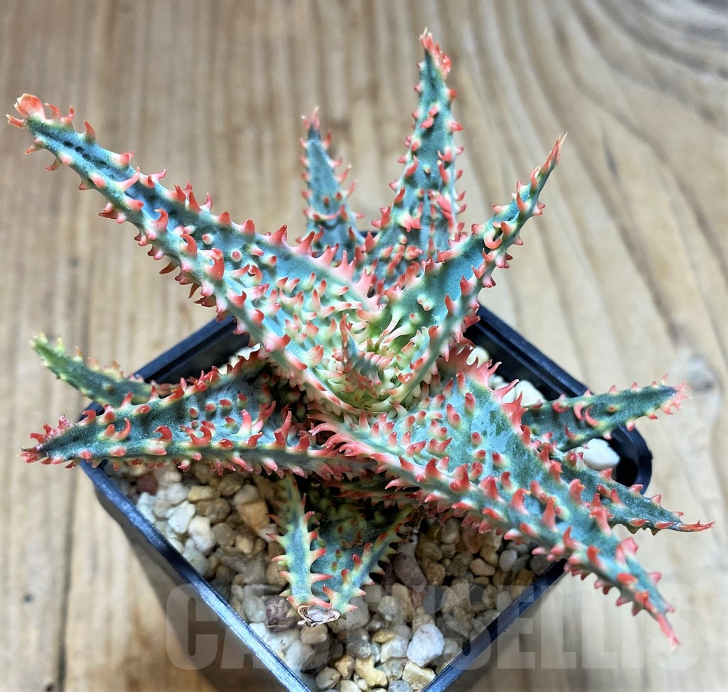 SH3696 Aloe TCT hybrid - immagine 2