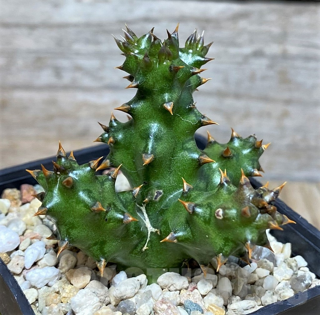 SH3700 Edithcolea grandis