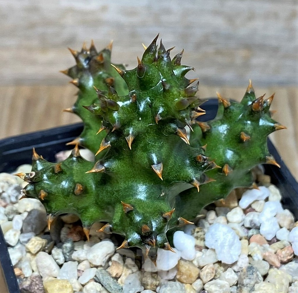 SH3700 Edithcolea grandis – Image 2