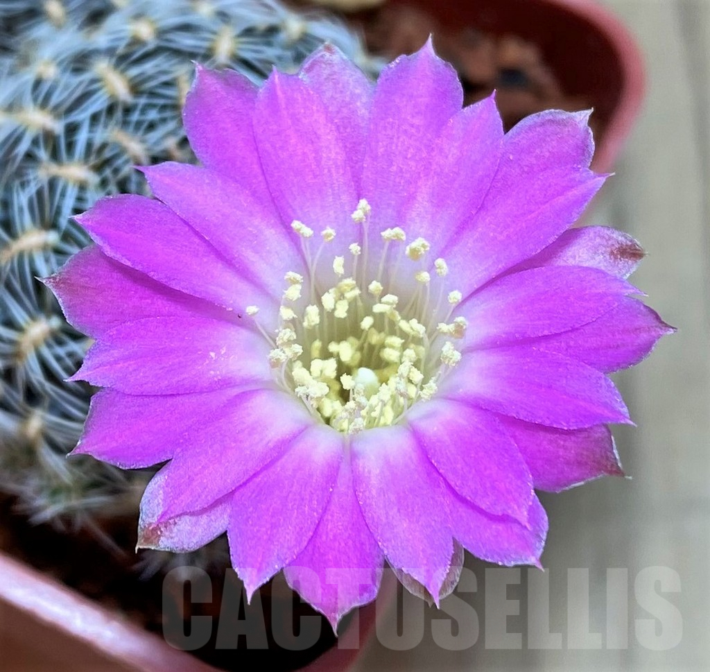 SH3312 Sulcorebutia sedae LH1579