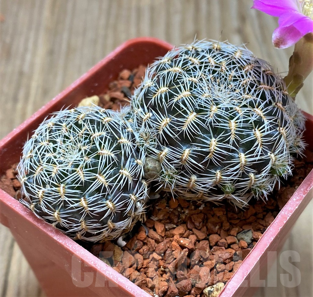 SH3312 Sulcorebutia sedae LH1579 - Image 3