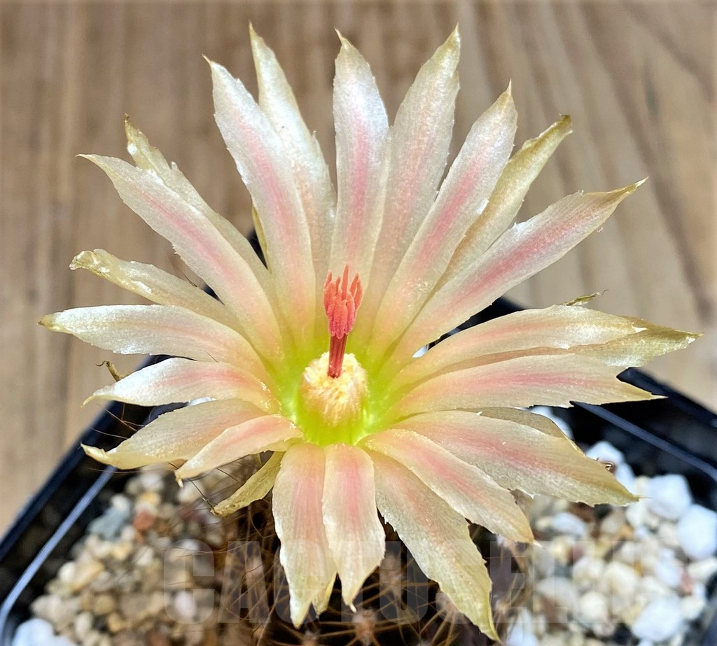 SH2989 Thelocephala aerocarpa AW 105