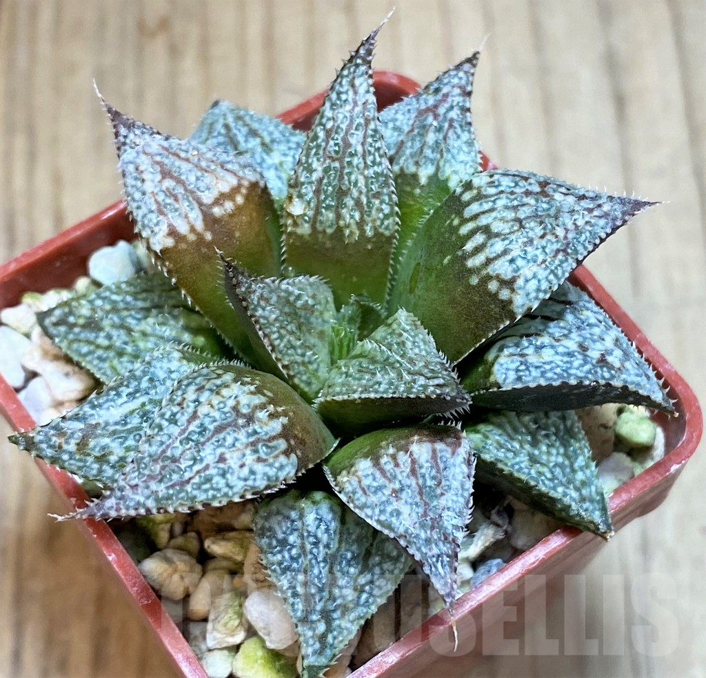 SH3372 Haworthia HRX-2 'Pink lady'