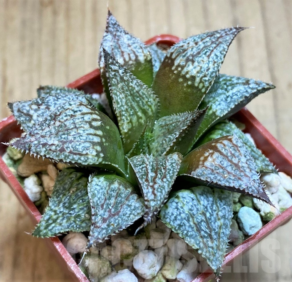 SH3372 Haworthia HRX-2 'Pink lady' - Image 2