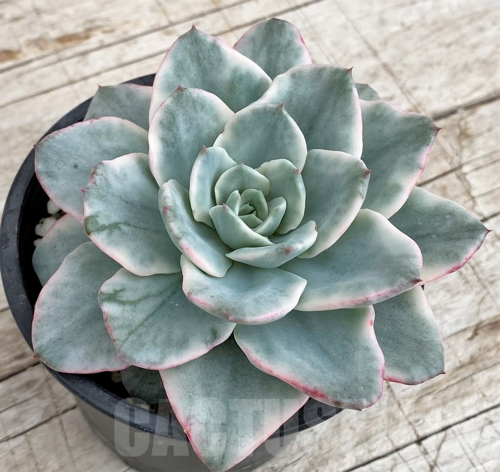SH3337 Echeveria 'Atlantis' f. variegata - Image 2