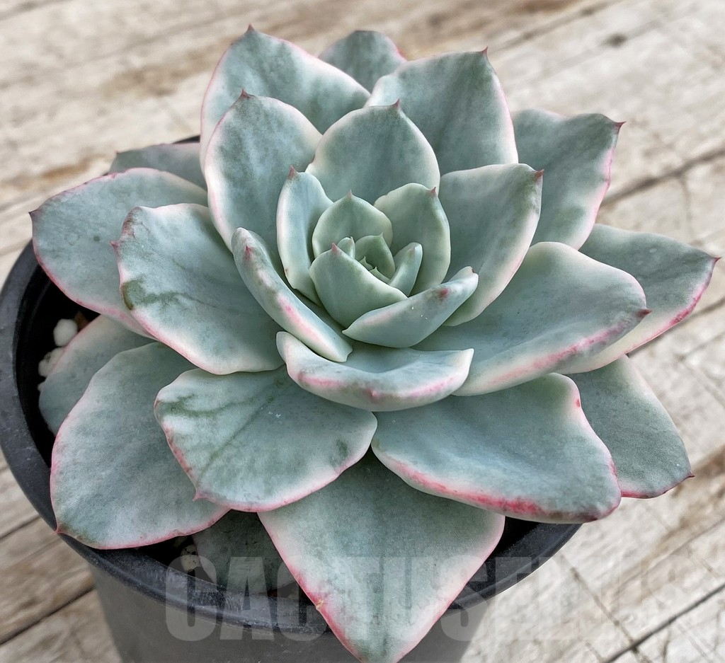 SH3337 Echeveria 'Atlantis' f. variegata - Image 3