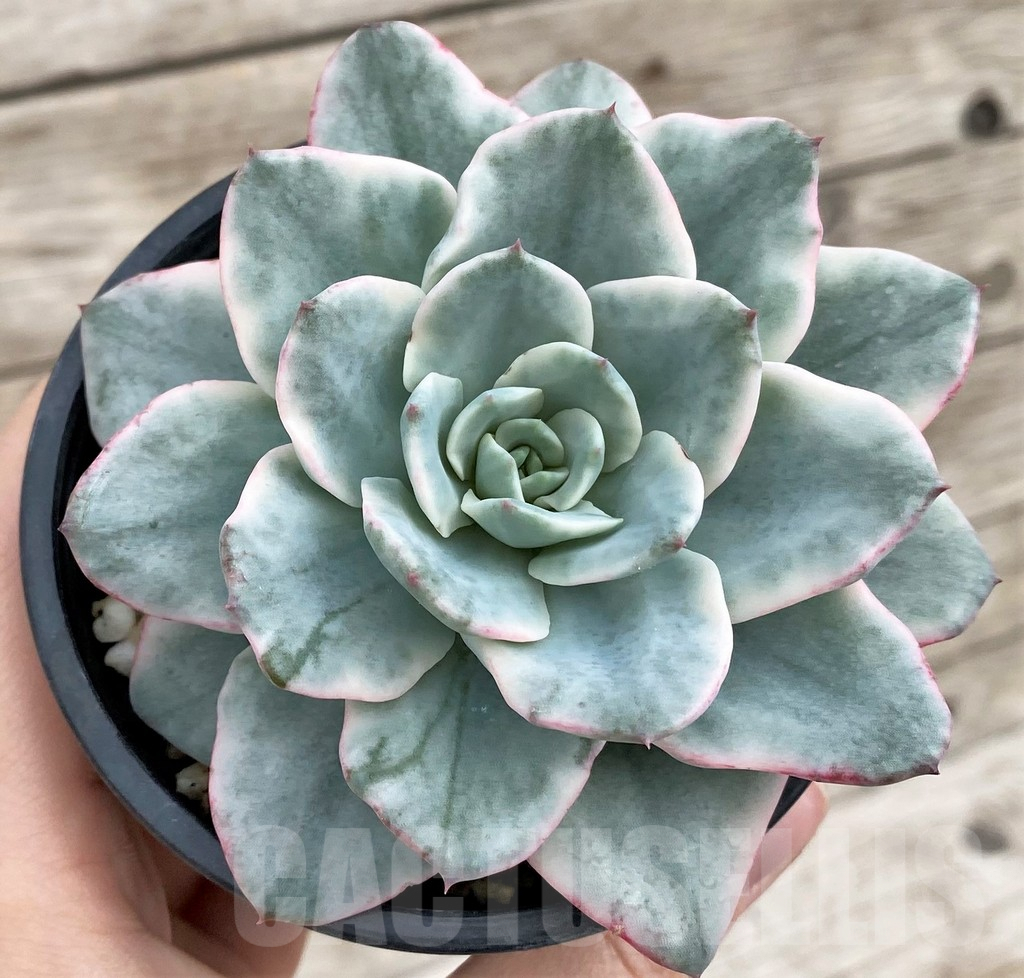 SH3337 Echeveria 'Atlantis' f. variegata