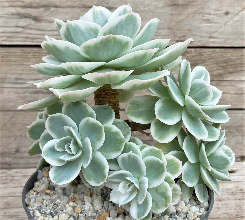 SH3339 Echeveria 'Lemon Lime' – Bild 3