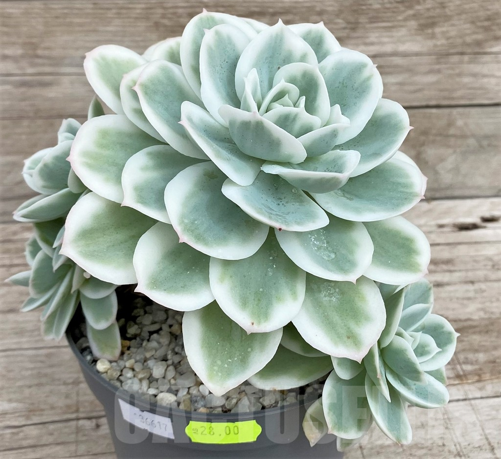 SH3339 Echeveria 'Lemon Lime' – Bild 2