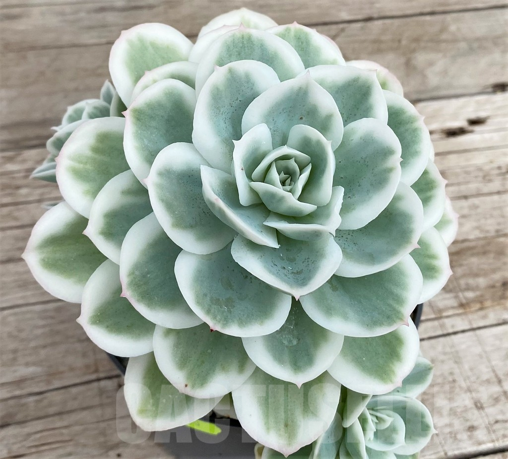 SH3339 Echeveria 'Lemon Lime'