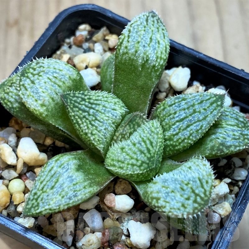 SH3355 Haworthia splendens ‘Nautilus’