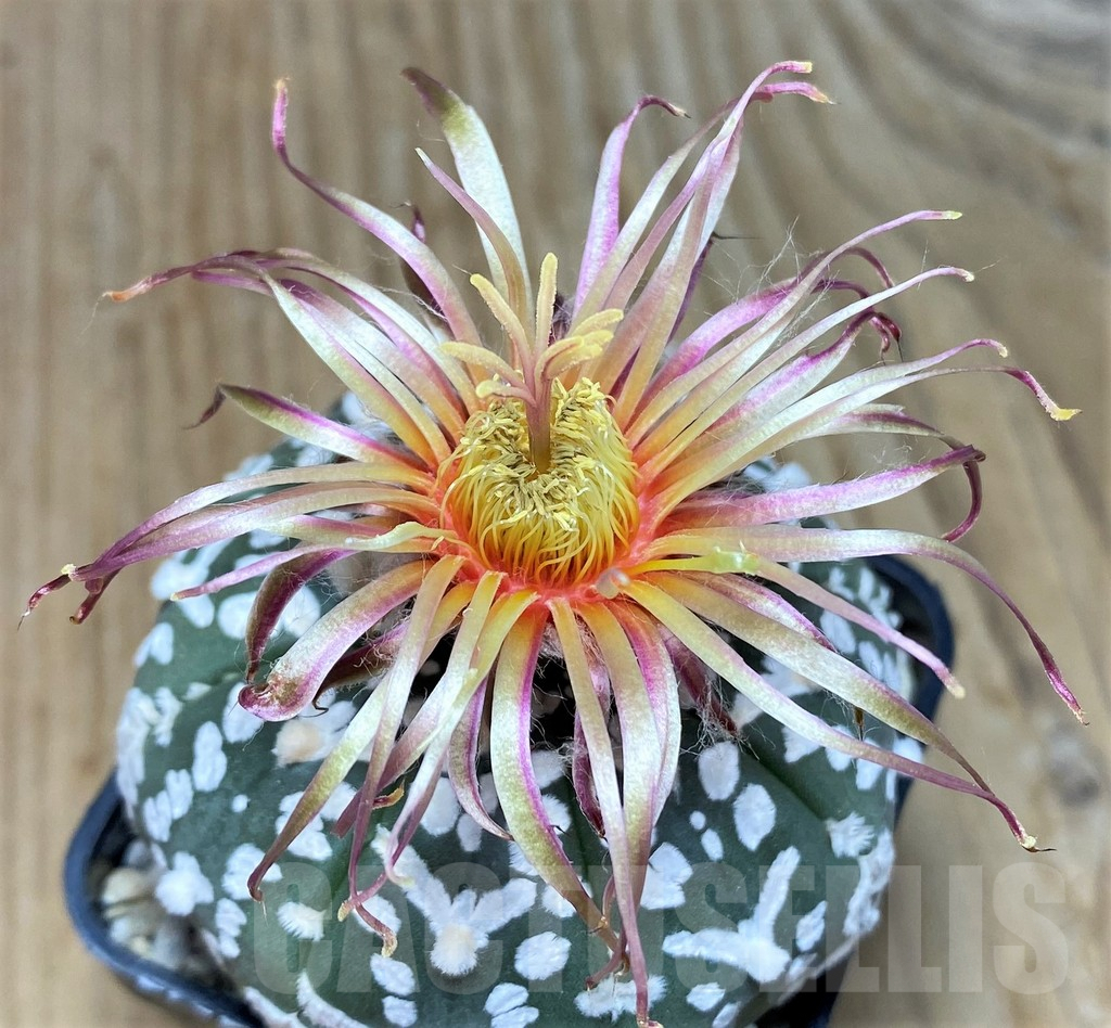 SH3574 Astrophytum asterias ‘Super Kabuto, Shinshowa’ V-type