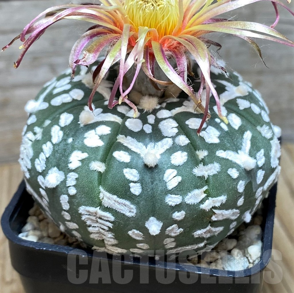 SH3574 Astrophytum asterias ‘Super Kabuto, Shinshowa’ V-type - Imagen 2