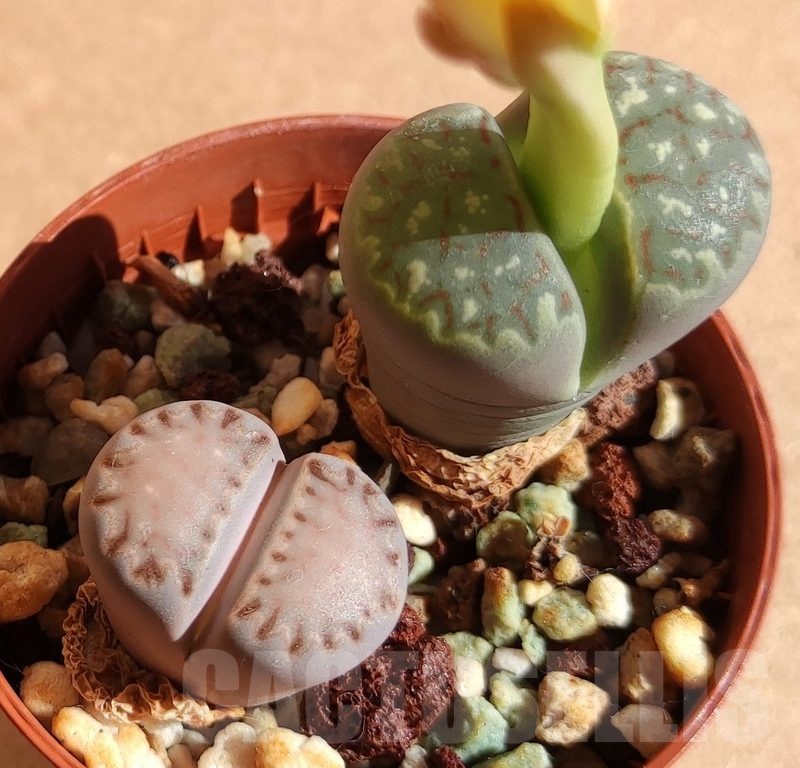 SH2722 Lithops dorotheae + Lithops salicola 'Bacchus'