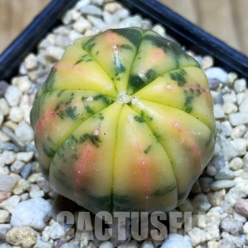 SH1520 Astrophytum asterias f.variegata