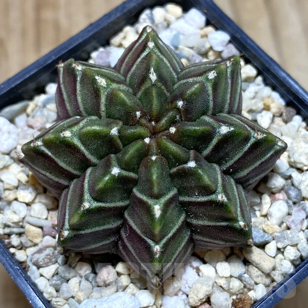 SH1533 Gymnocalycium mihanovichii 'Nana' x 'Day Dream', seedling