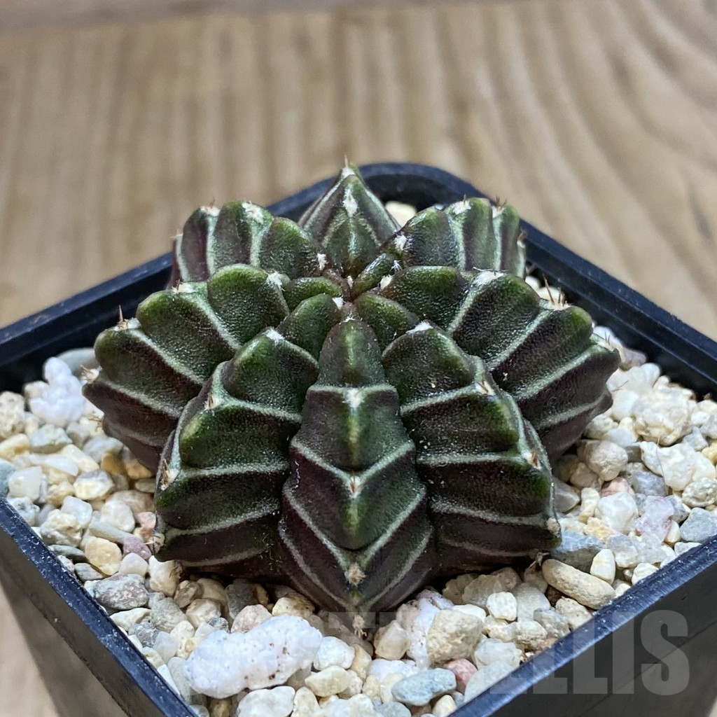SH1533 Gymnocalycium mihanovichii 'Nana' x 'Day Dream', seedling - immagine 2