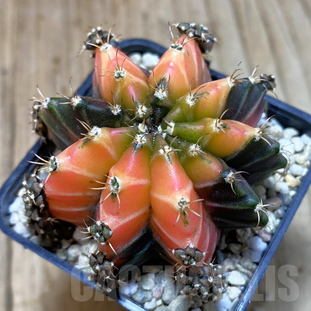 SH1536 Gymnocalycium mihanovichii 'Crystal Jelly'