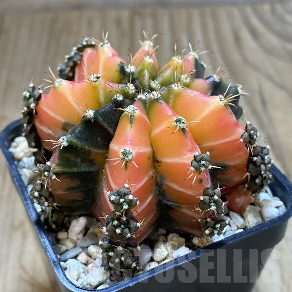 SH1536 Gymnocalycium mihanovichii 'Crystal Jelly' - Image 2