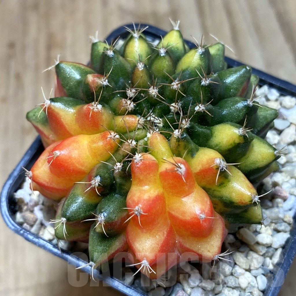 SH1537 Gymnocalycium mihanovichii 'inermis' f. variegata, seedling