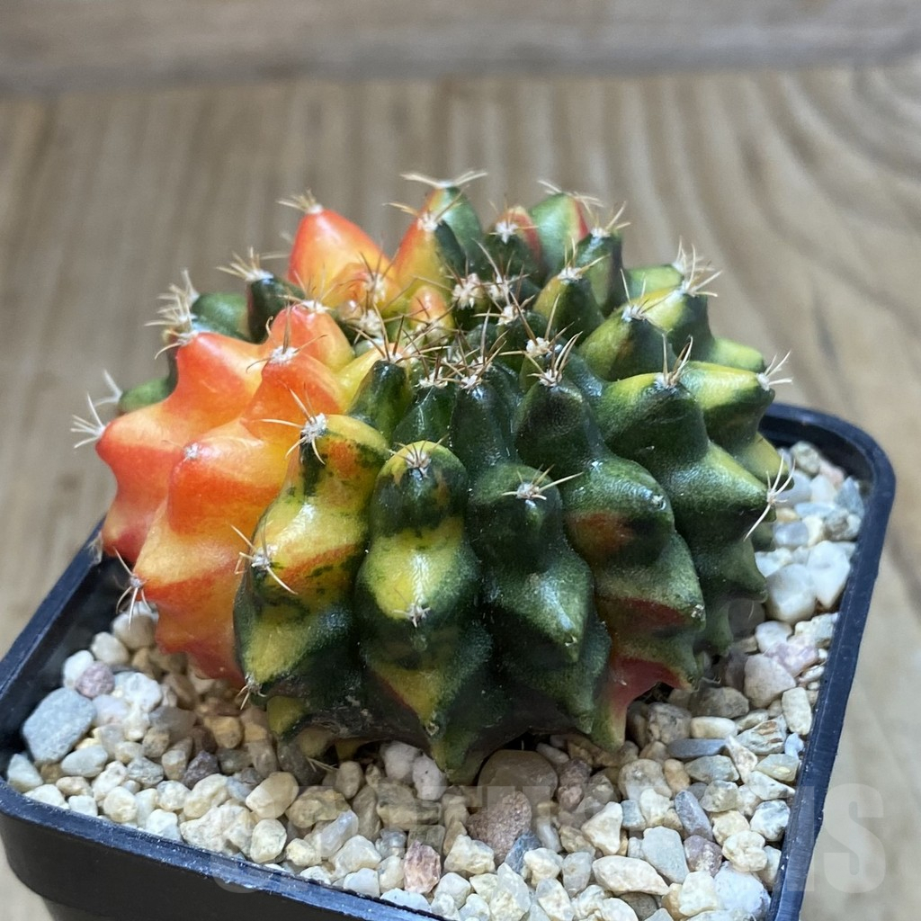 SH1537 Gymnocalycium mihanovichii 'inermis' f. variegata, seedling - Image 2