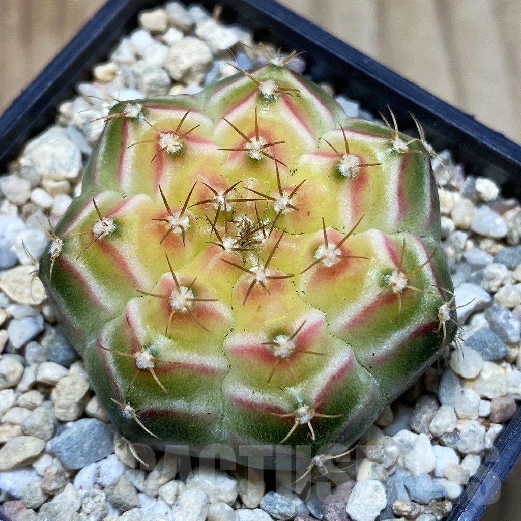 SH1538 Gymnocalycium mihanovichii 'Neon', seedling