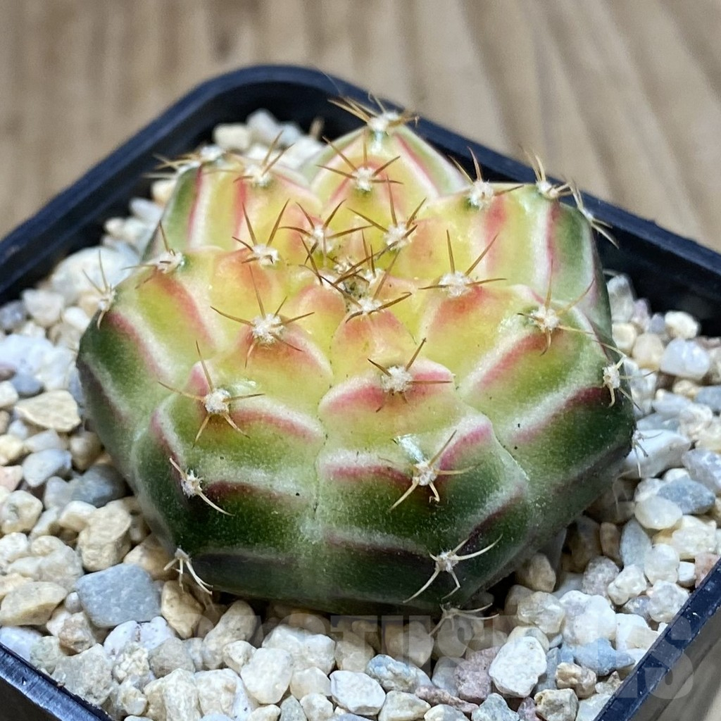 SH1538 Gymnocalycium mihanovichii 'Neon', seedling - Image 2