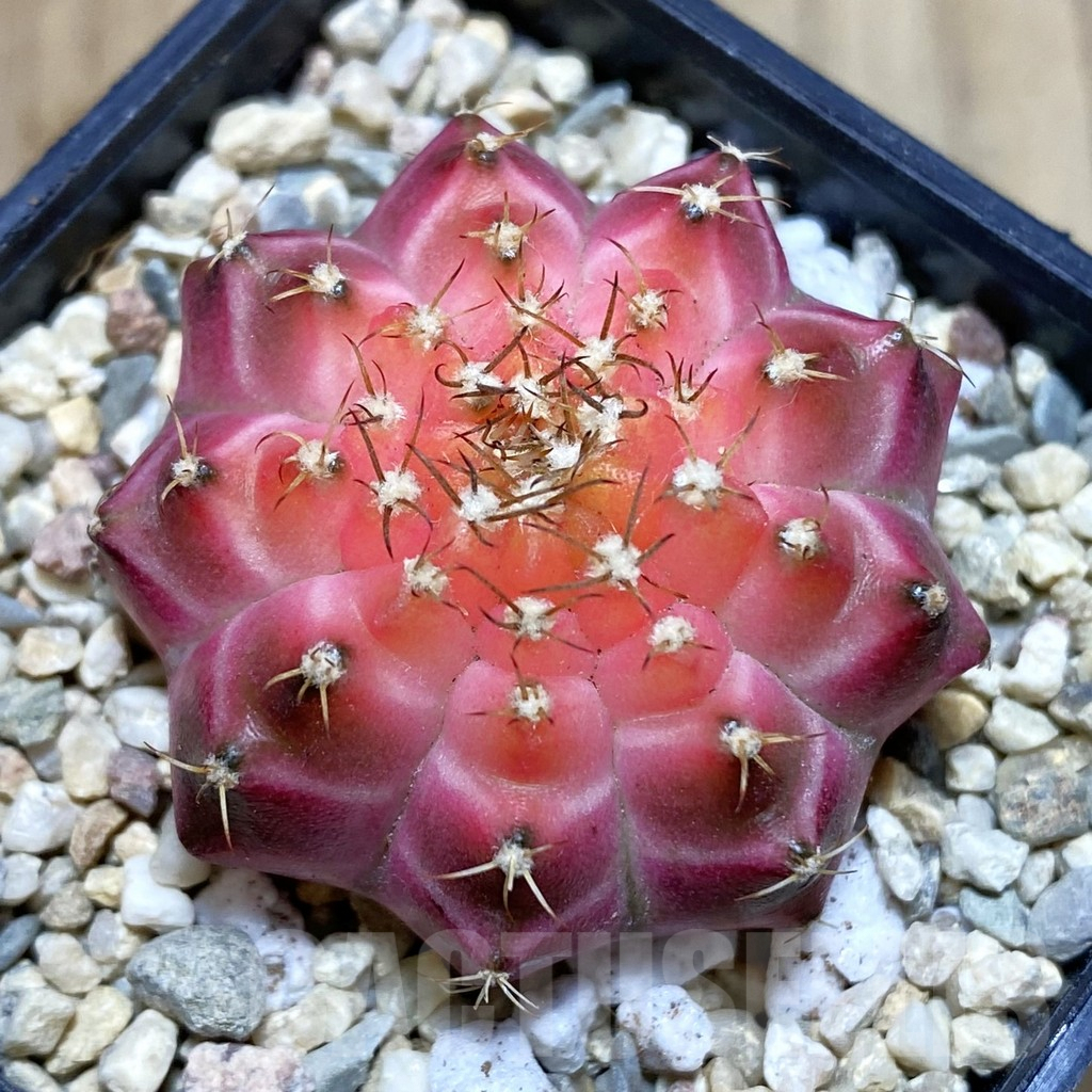 SH1539 Gymnocalycium mihanovichii 'Neon', seedling