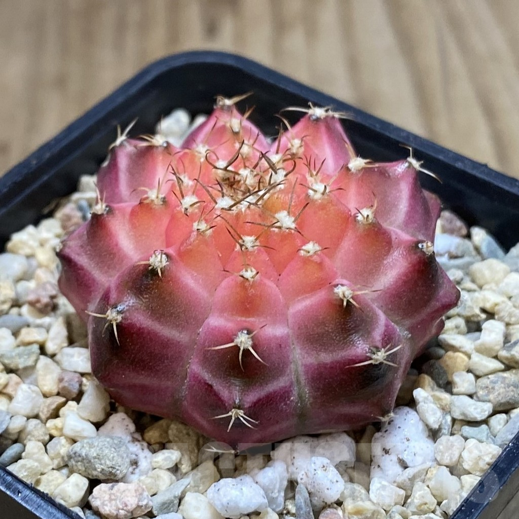 SH1539 Gymnocalycium mihanovichii 'Neon', seedling - Image 2