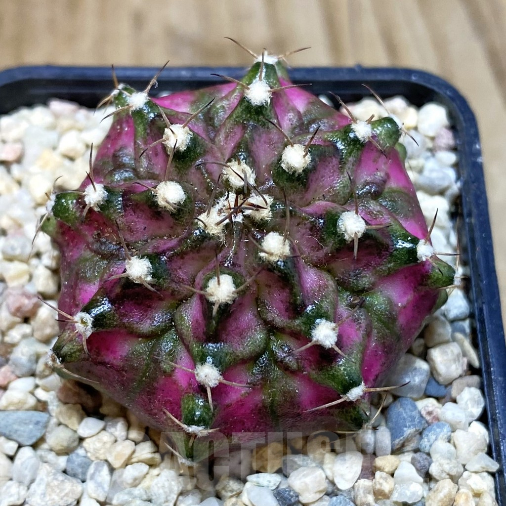 SH1540 Gymnocalycium mihanovichii 'Lux'