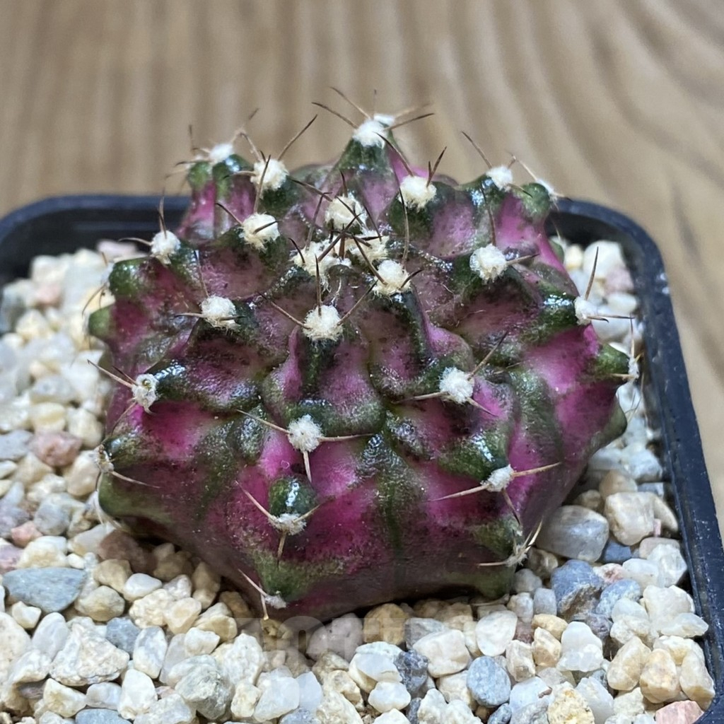 SH1540 Gymnocalycium mihanovichii 'Lux' – Bild 2