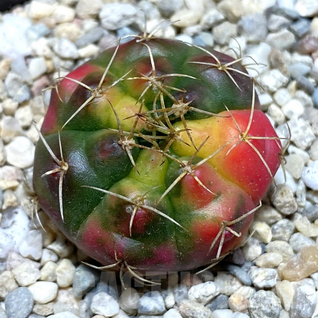 SH1542 Gymnocalycium damsii f.variegata