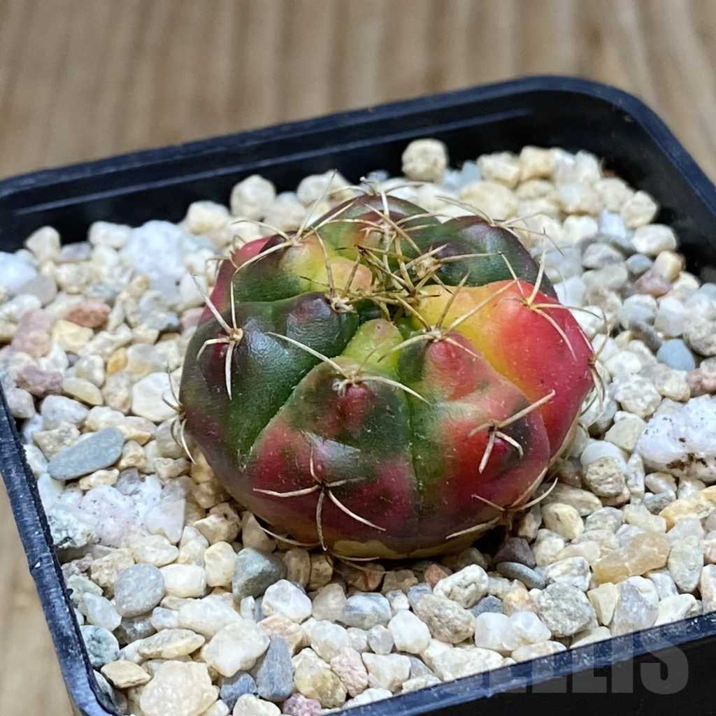 SH1542 Gymnocalycium damsii f.variegata – Bild 2