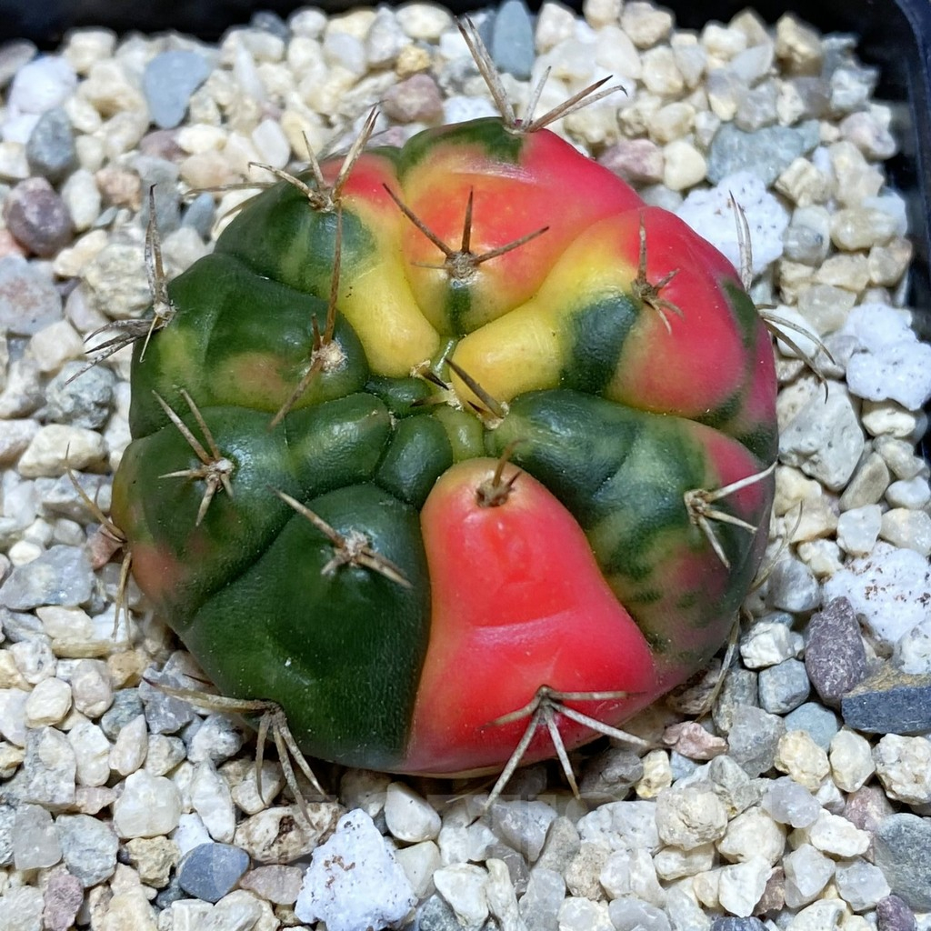 SH1543 Gymnocalycium damsii f.variegata - Зображення 2