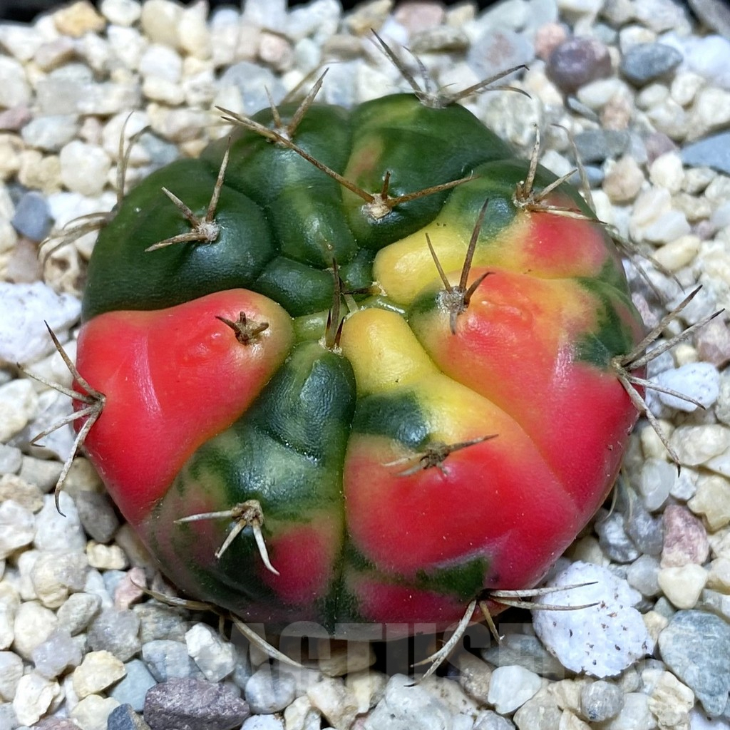 SH1543 Gymnocalycium damsii f.variegata