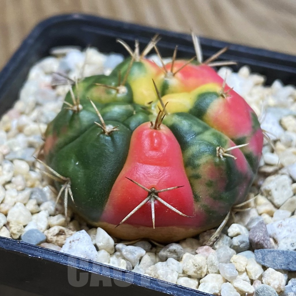 SH1543 Gymnocalycium damsii f.variegata - Зображення 3