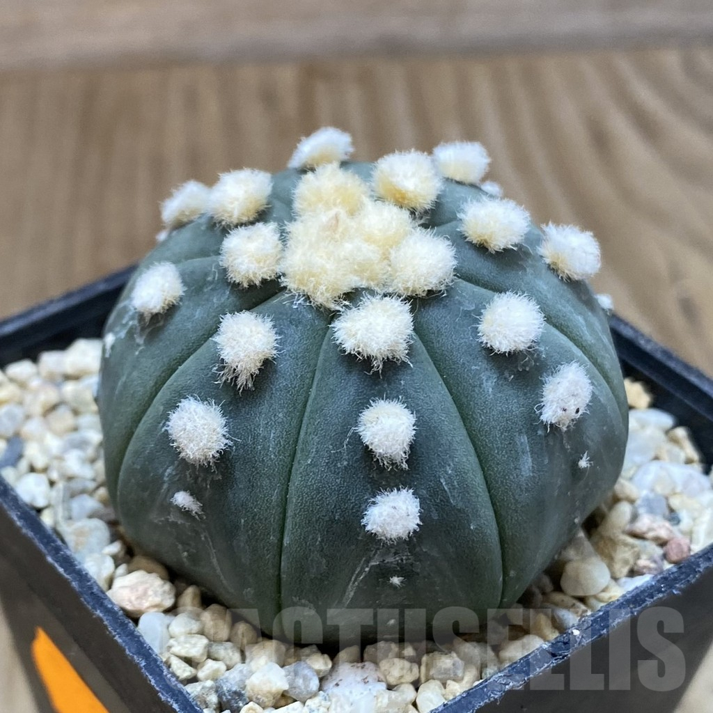 SH1632 Astrophytum asterias 'Ooibo' – Bild 2
