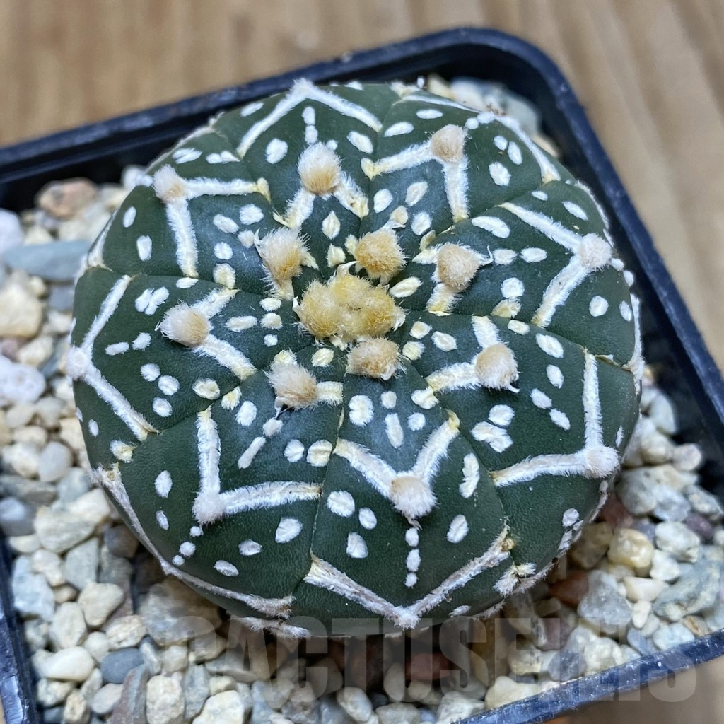 SH1633 Astrophytum asterias ‘Super Kabuto’ V-type f. nudum
