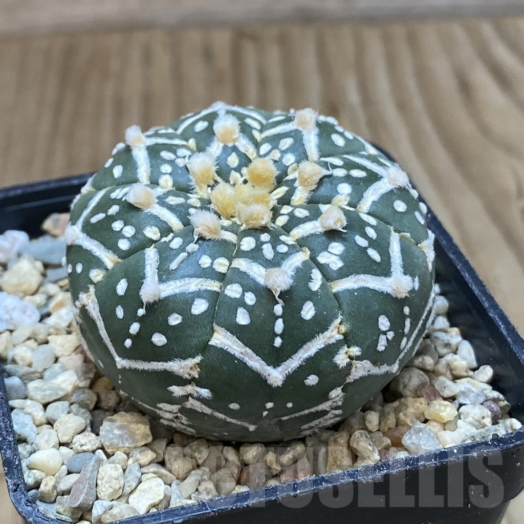 SH1633 Astrophytum asterias ‘Super Kabuto’ V-type f. nudum - Image 2
