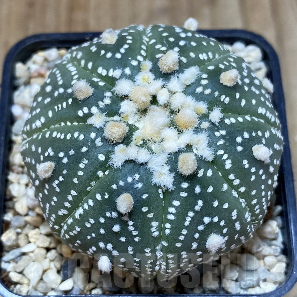 SH1634 Astrophytum asterias ‘Hanazono’