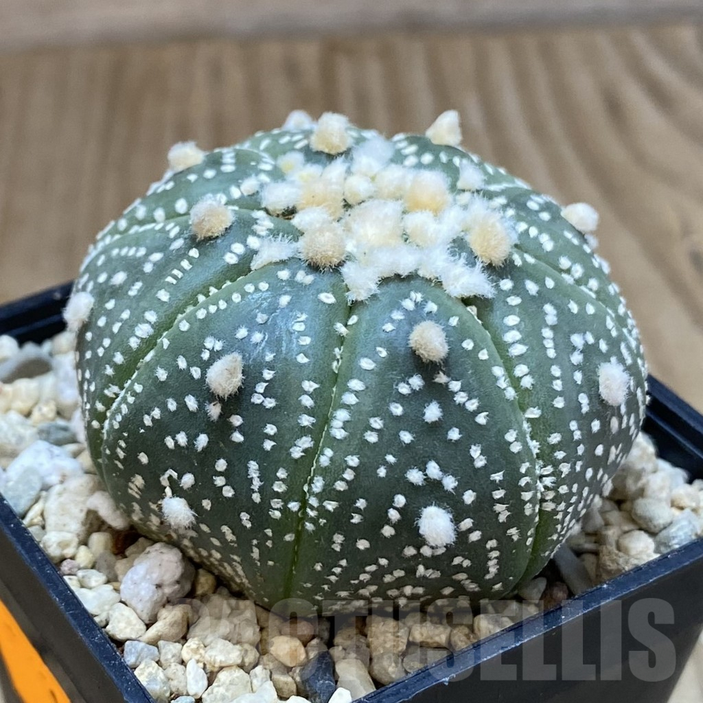 SH1634 Astrophytum asterias ‘Hanazono’ - Imagen 2
