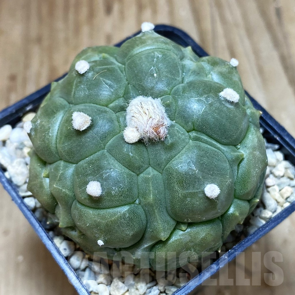 SH1636 Astrophytum asterias ‘Kikko’