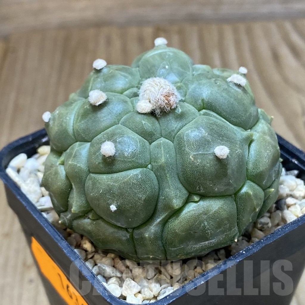 SH1636 Astrophytum asterias ‘Kikko’ - Imagen 2