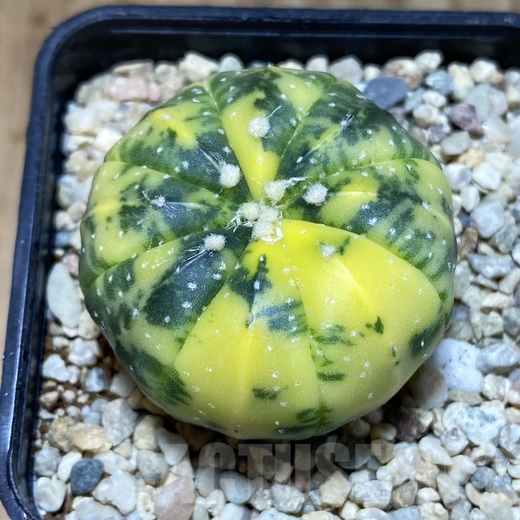 SH1637 Astrophytum asterias f. variegata