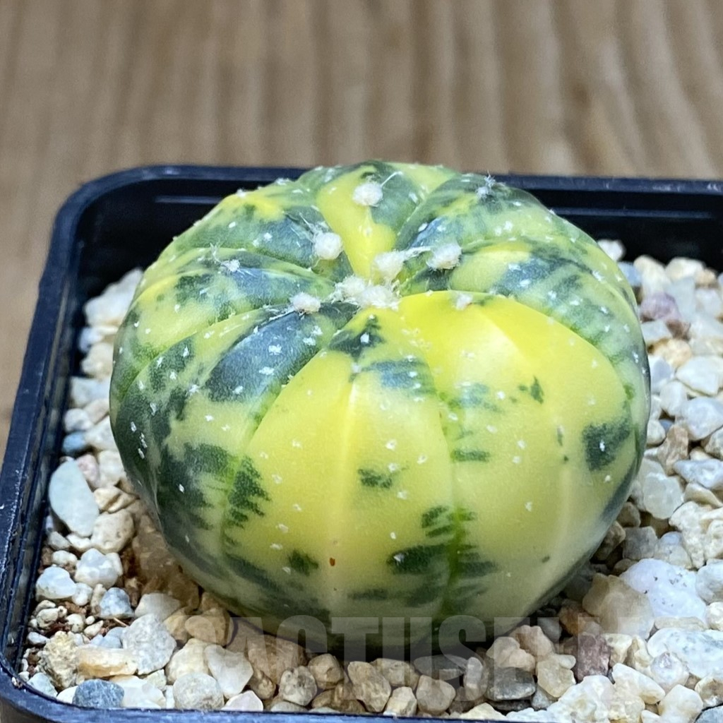 SH1637 Astrophytum asterias f. variegata - Imagen 2