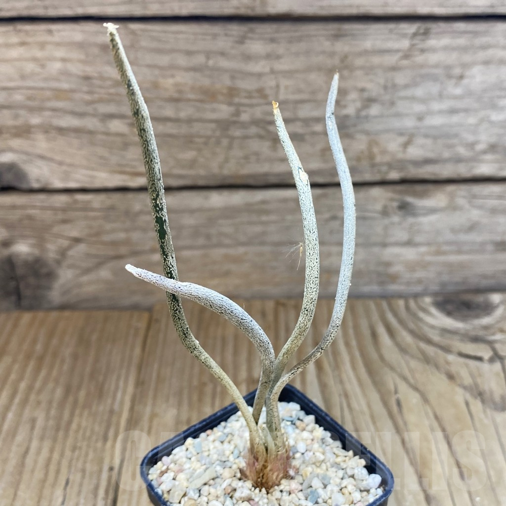 SH1638 Astrophytum caput-medusae