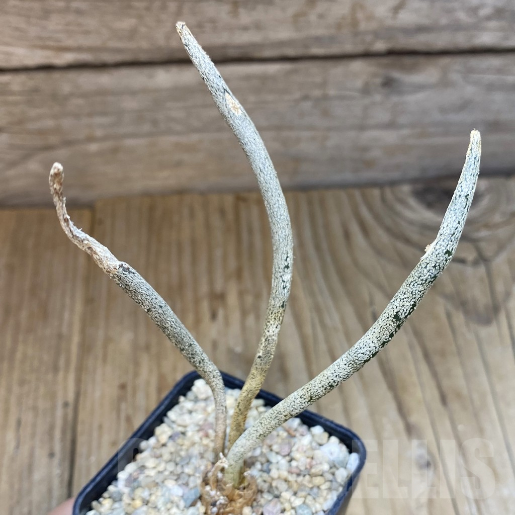 SH1639 Astrophytum caput-medusae