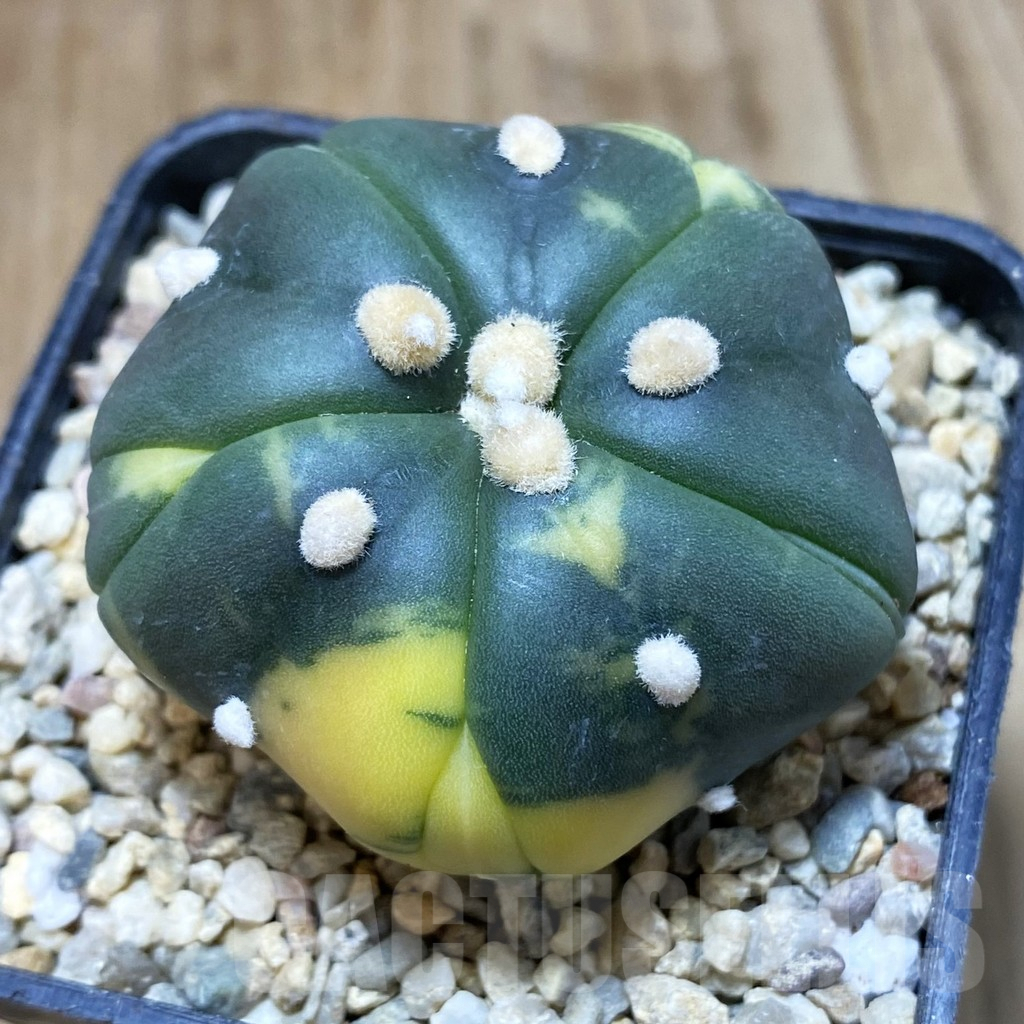 SH1640 Astrophytum asterias ‘Kikko’ f. variegata 5-ribs