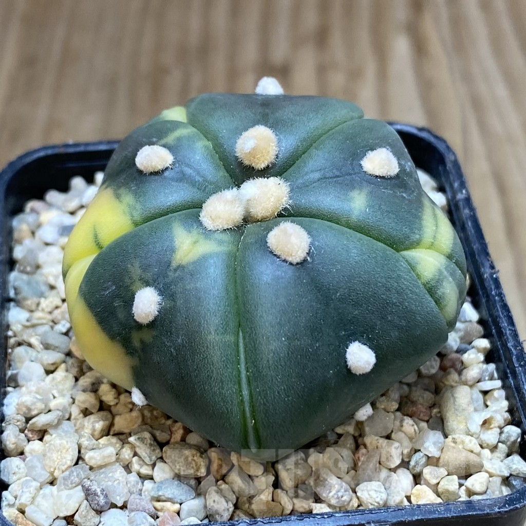 SH1640 Astrophytum asterias ‘Kikko’ f. variegata 5-ribs - Зображення 2