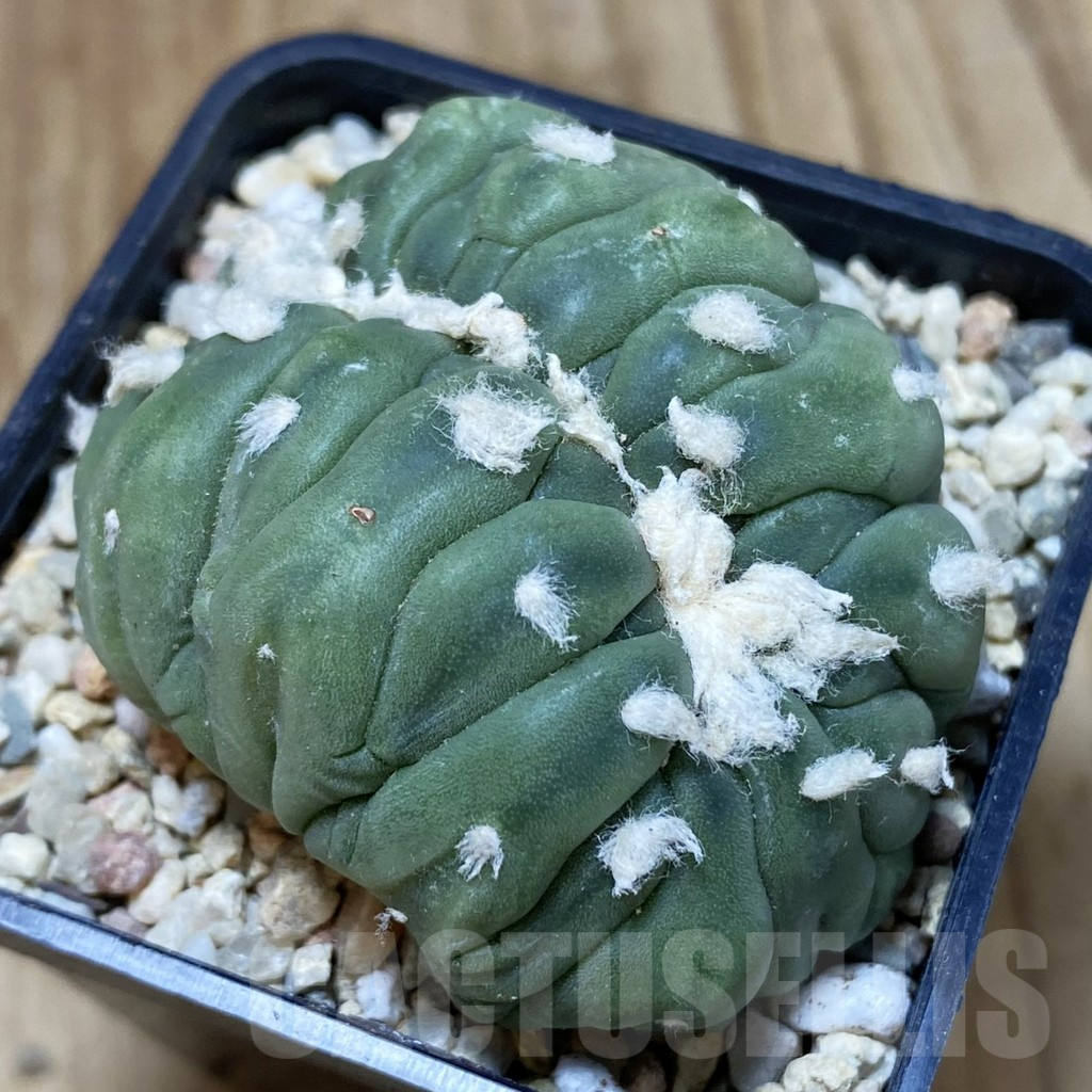 SH1642 Astrophytum asterias f. cristata